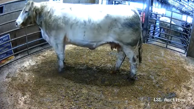 Charolais cull cow and bull clears €3,000 at separate sales