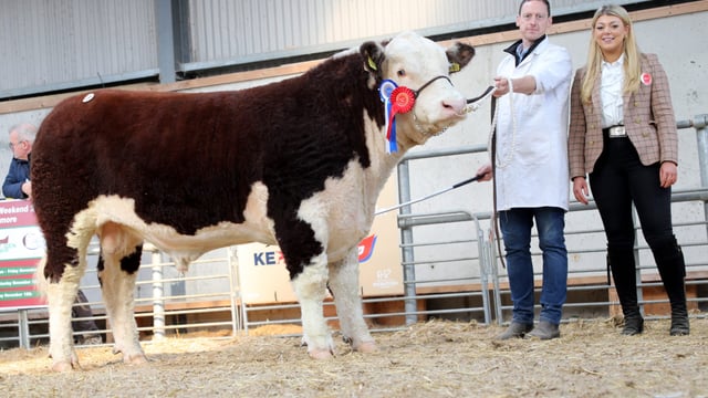 Hereford bulls hit €6,000 at premier sale in Tullamore