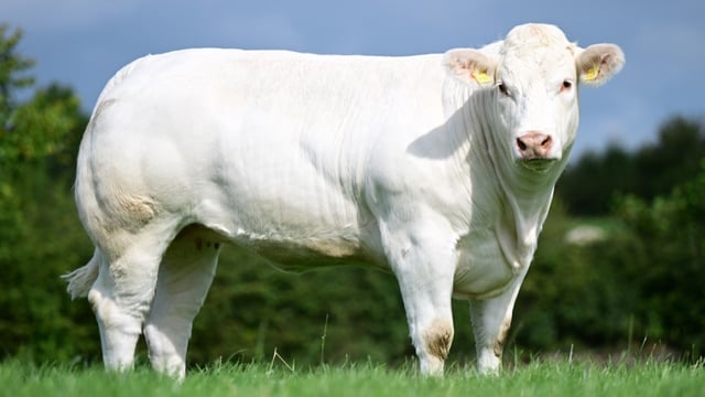 Online sale sees £7,100 paid for Down bred Charolais heifer