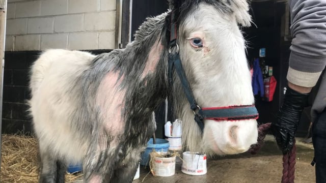Court: Wexford man convicted of cruelty to pony