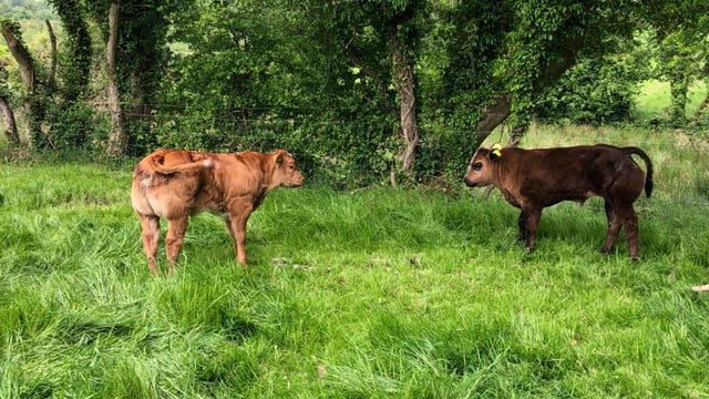 Explainer: Myostatin and its relevance to the suckler herd