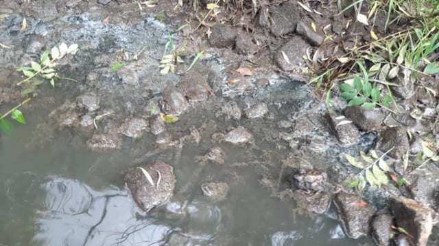 Uisce Éireann fined €3,000 for pollution of Sligo river - IFI