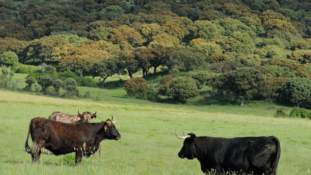 Charity aims to introduce giant cattle breed 'Tauros' into UK