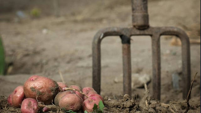 Report recommends new plan to tackle 'food waste at farm level'