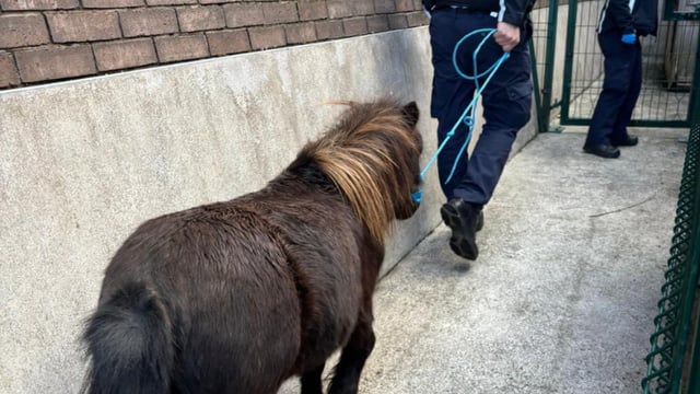 57 stray horses and ponies seized by Limerick Coco this year