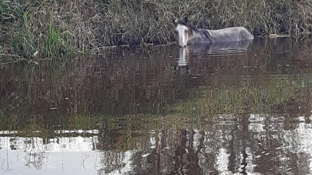 ISPCA rescue horse stranded in Offaly river for over 24 hours