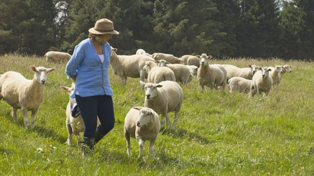 Watch: 'Diversification is key' at east Galway organic sheep farm
