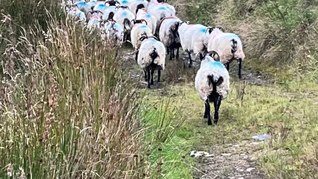 Donegal farmer's ewes and lambs have 'vanished into thin air'