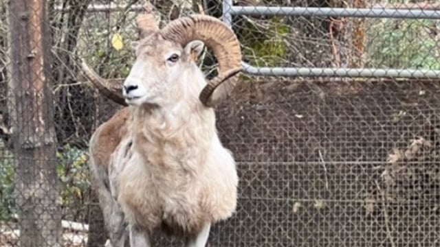 American man charged for conspiracy to clone giant sheep