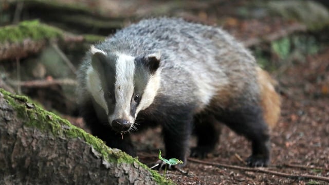 Calls for immediate cull of TB-infected badgers in NI