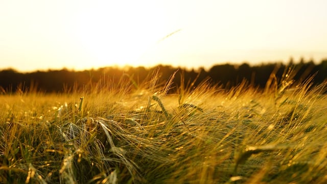 Weather to continue warm and fairly dry but with some showers
