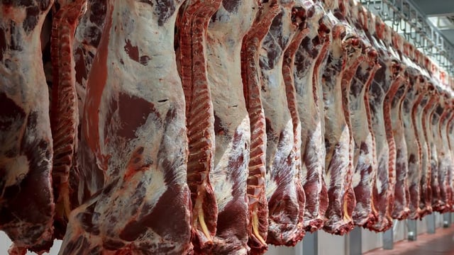 Beef kill: Heifer supply up 22,000 head as cow kill down