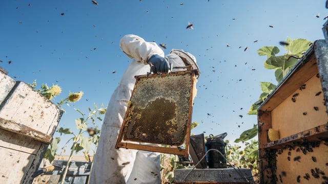 Opinion: European beekeepers need support in 'hostile market'