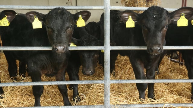 2025 calf registrations drop off by 38,000 to date this year