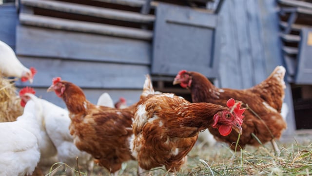Suspected case of bird flu on Co. Monaghan poultry farm