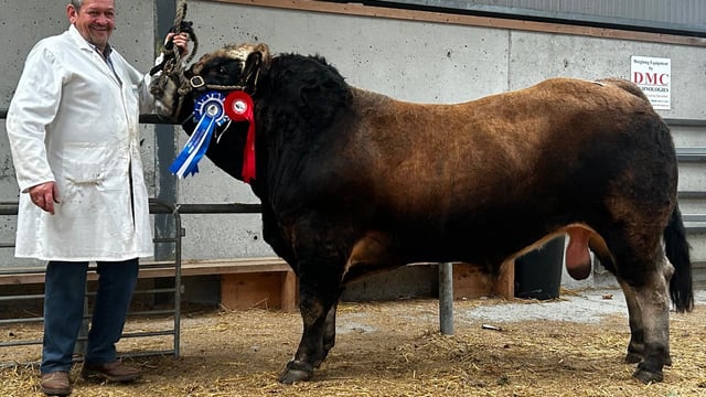2 Aubrac bulls make €5,000 at society premier show and sale