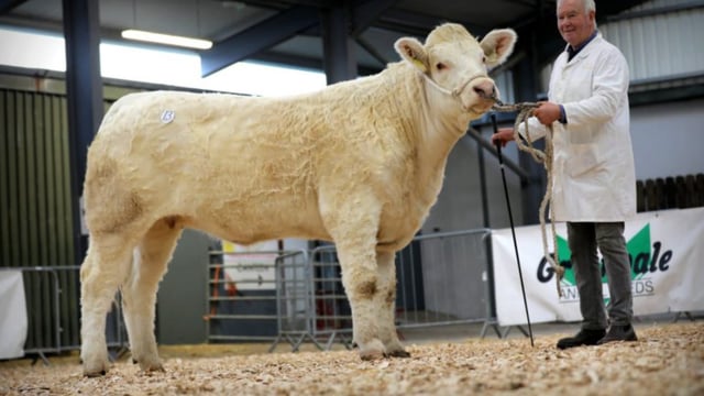Average price of €4,070 at Carrick Charolais heifer sale