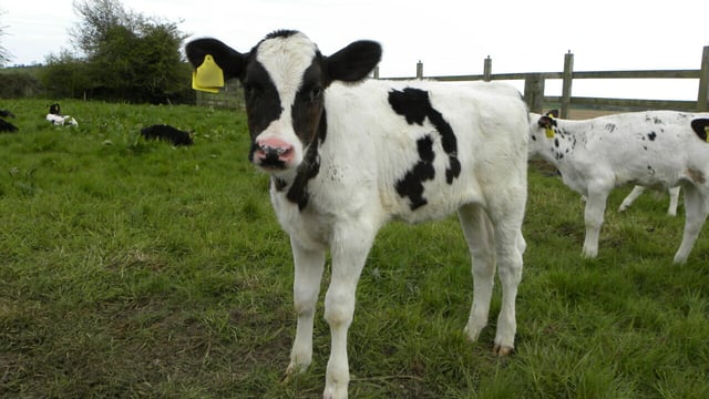 Limerick RVL determines injury from dosing gun caused calf death