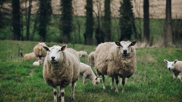 Survey created to highlight extent of dog attacks on sheep