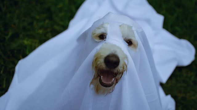 Veterinary Ireland issues advice to pet owners ahead of Halloween