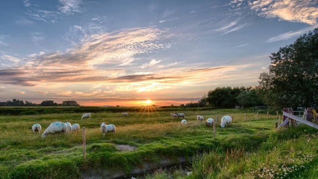 Galway dog warden conducts enquiries over sheep worrying
