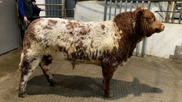 Weanling bulls under 350kg average €3.48/kg at Balla