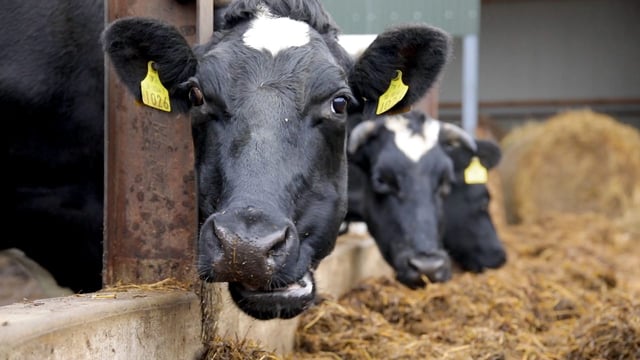 Table: Irish cow numbers fall over 78,000 head in past year
