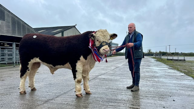 Top price of €5,600 at Kilmallock Hereford bull sale