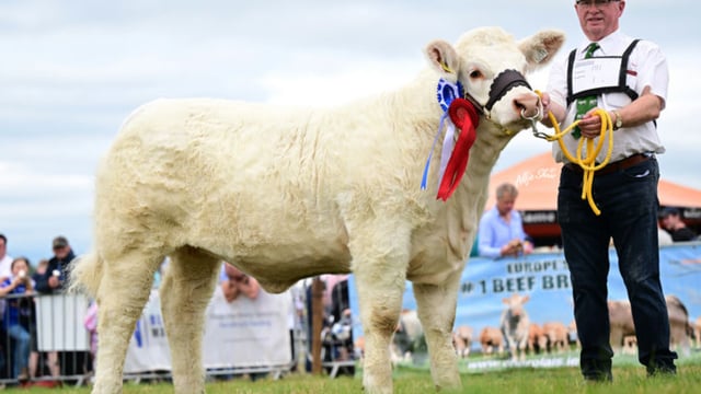 Maiden heifer makes €12,200 at Goldstar Charolais sale