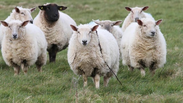 Opinion: A single dog attack on sheep is one too many