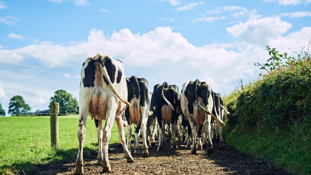 UK's less intensive dairy in good place to benefit from new EU deal