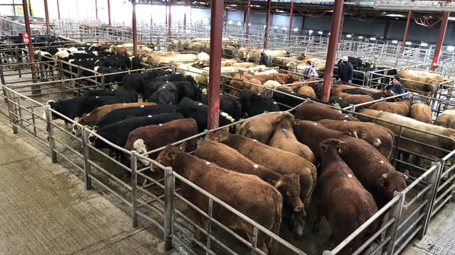 Big money paid for suckler breeding heifers at Balla Mart