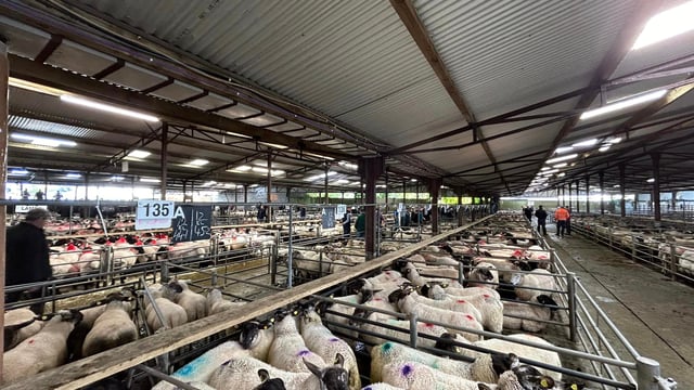 Sheep marts: Better trade seen across the country for lambs