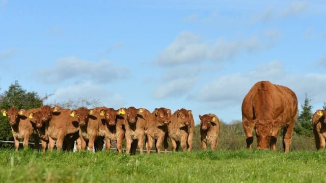 Could embryos from factory cows be reused for breeding?