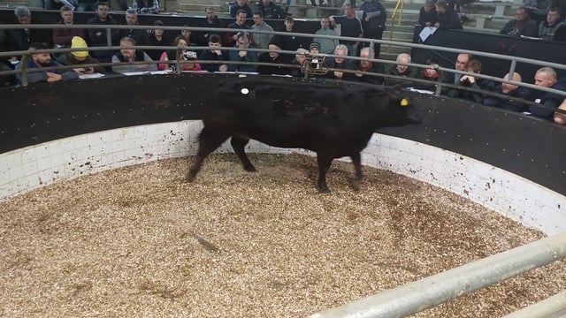 Commercial in-calf heifer makes €9,100 at retirement sale in Elphin
