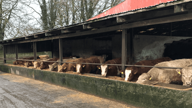 Beef kill from CFUs increased by 9,000 head last month