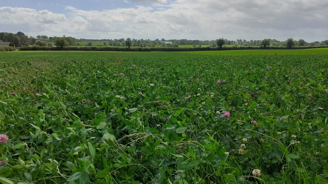 CAFRE farms: A look at clover &amp; grazing management in 2024