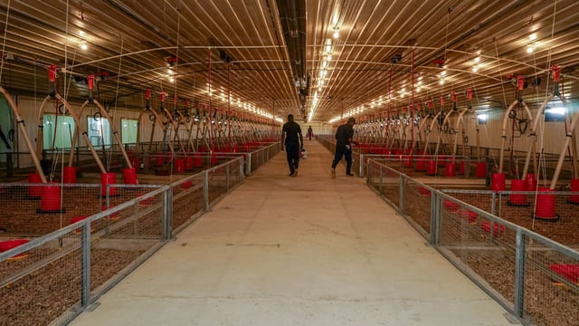 Devenish and CB Group open poultry research facility in Jamaica