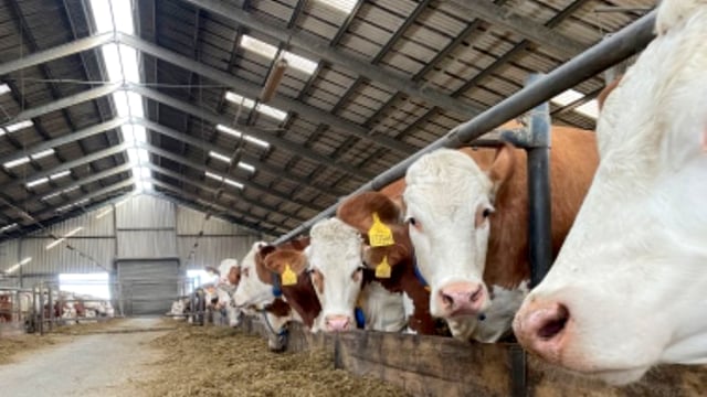 Czech co-op plans to merge its two farms to save 15% in costs