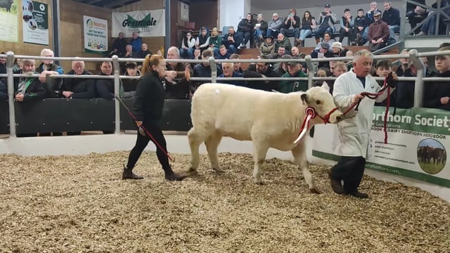Prices reach €8,000 at Shorthorn sale in Carrick on Shannon