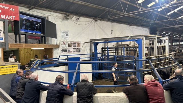 Carnaross mart: What are freshly calved cows making?