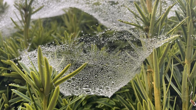 Met Éireann: Mixed weather this weekend ahead of cold snap