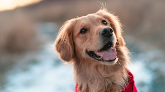 AMR information videos launched for pet owners