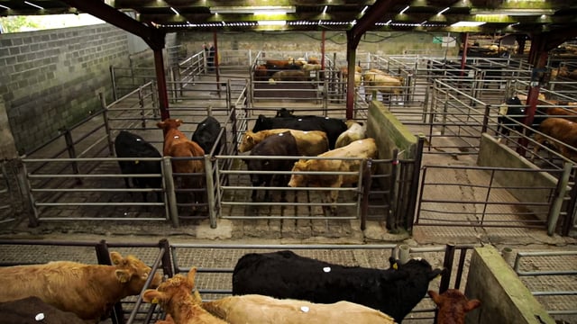ICOS: Farmers should check in advance if a mart 'is open'