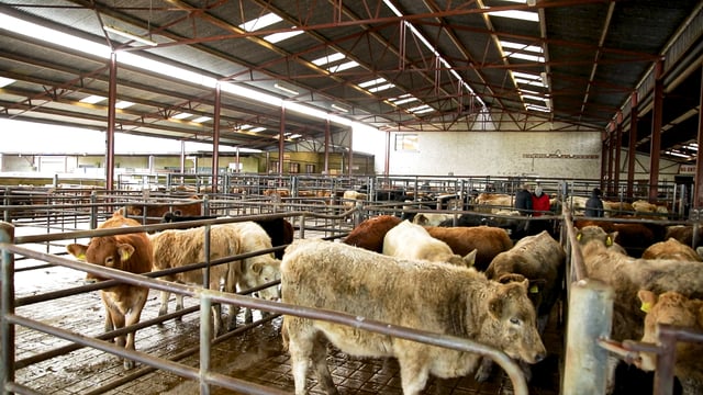 Manorhamilton Livestock Mart to resume trading on Monday