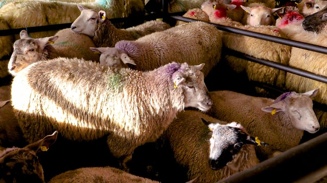 Sheep trade: Up to €8/kg available for lambs this week