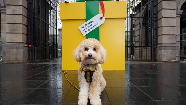 Dogs Trust calls on govt to appoint junior minister for animal welfare
