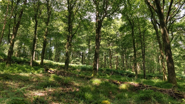 SEEFA: Forestry licencing reaches 2025 high