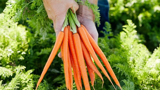 Warnings in US after E.coli breakout linked to organic carrots