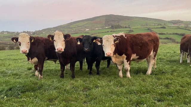 Factory quotes: Lower end of beef prices move up this week